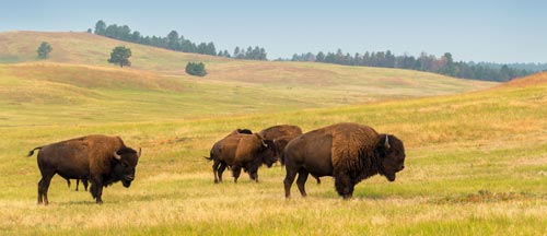 photo of 4 bison on grassy plains